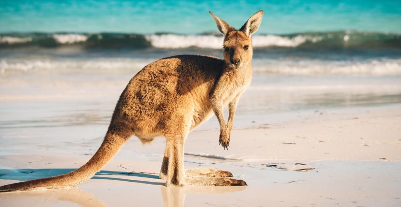 6 tips for your travel while studying in Australia