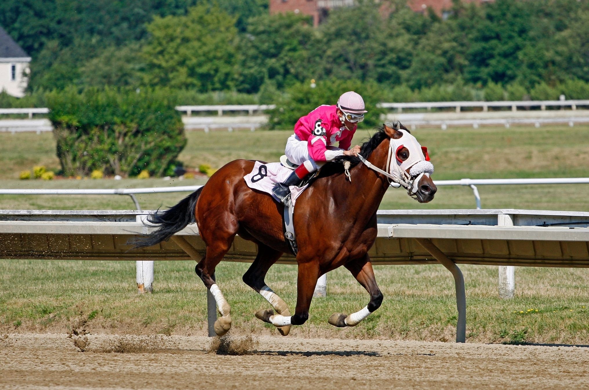 The Best Horse Breeds for Racing