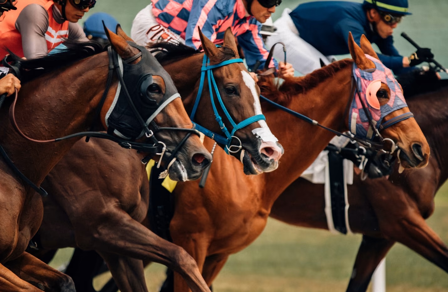 Horse Bet Calculators: Your Ultimate Guide to Betting Success