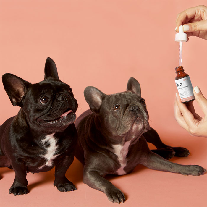 How Often Can I Give My Dog Hemp Oil For Anxiety?