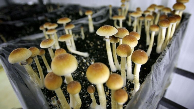 Where to Find Magic Mushrooms in Vancouver